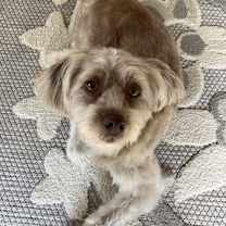 Thumbnail photo of Poppy #1