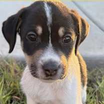 Thumbnail photo of Willow #1