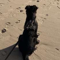 Thumbnail photo of Guinness #2