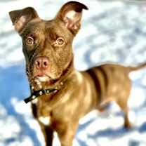 Thumbnail photo of Rocky #1