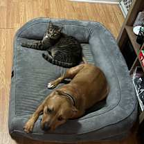 Thumbnail photo of Remington #2