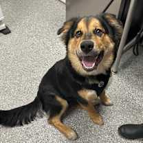 Thumbnail photo of Bolt #2