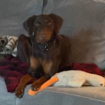 Thumbnail photo of Dutchess #1