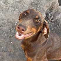 Thumbnail photo of Dutchess #2