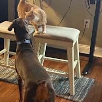 Thumbnail photo of Dutchess #4