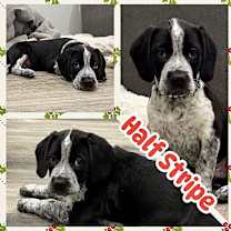 Thumbnail photo of Half Stripe #1