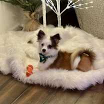 Thumbnail photo of Pippin #1