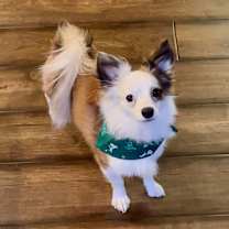 Thumbnail photo of Pippin #2