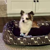 Thumbnail photo of Pippin #3