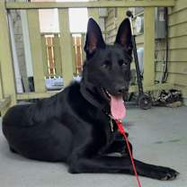 Thumbnail photo of Onyx #1