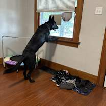 Thumbnail photo of Onyx #2