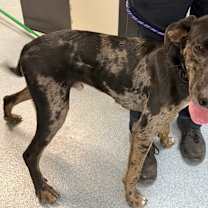 Thumbnail photo of Dennis #2