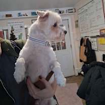 Thumbnail photo of Twinkle #2