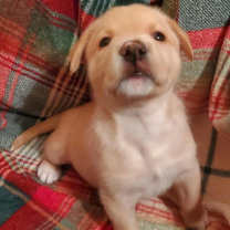 Thumbnail photo of Hank #4