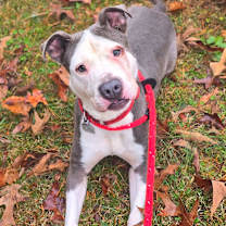 Thumbnail photo of Napoleon #1