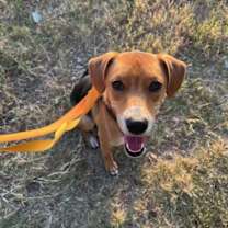 Thumbnail photo of Ollie #1