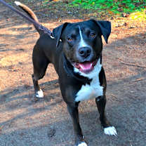 Thumbnail photo of Dibley #1