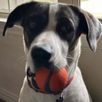 Thumbnail photo of Ziggy #4