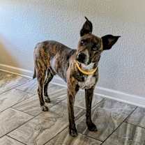 Thumbnail photo of Duke #2