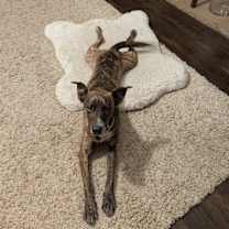 Thumbnail photo of Duke #4