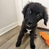 Thumbnail photo of Onyx #1