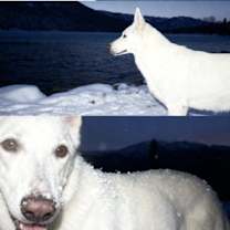 Thumbnail photo of davinci #3