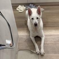 Thumbnail photo of davinci #4