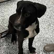 Thumbnail photo of Hercules #1