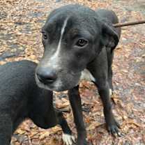 Thumbnail photo of Hercules #2