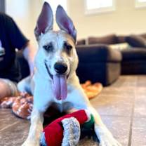 Thumbnail photo of Hermes #3