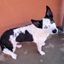 Thumbnail photo of Frida #3