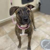 Thumbnail photo of Stella #2