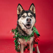 Thumbnail photo of Korn #3