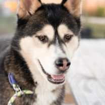 Thumbnail photo of Korn #4