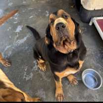 Thumbnail photo of Rufus #1