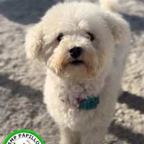 Thumbnail photo of Blanche #2