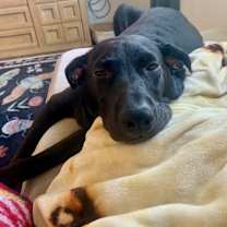 Thumbnail photo of Bodhi #2