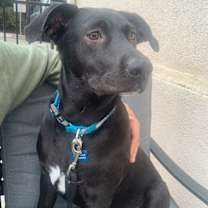 Thumbnail photo of Bodhi #3