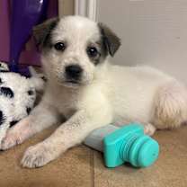 Thumbnail photo of Vixen #1