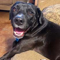 Thumbnail photo of Niko #2