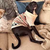 Thumbnail photo of Niko #3