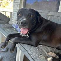 Thumbnail photo of Niko #4