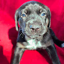 Thumbnail photo of Frappuccino #1