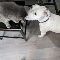 Thumbnail photo of Shelby #2