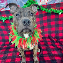 Thumbnail photo of Mulan #1