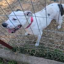 Thumbnail photo of Shelby #3