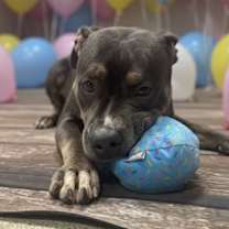 Thumbnail photo of Seraphina #1