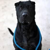 Thumbnail photo of Roxy #1