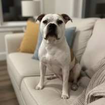 Thumbnail photo of Highlander #1