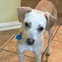 Thumbnail photo of Rosie #1